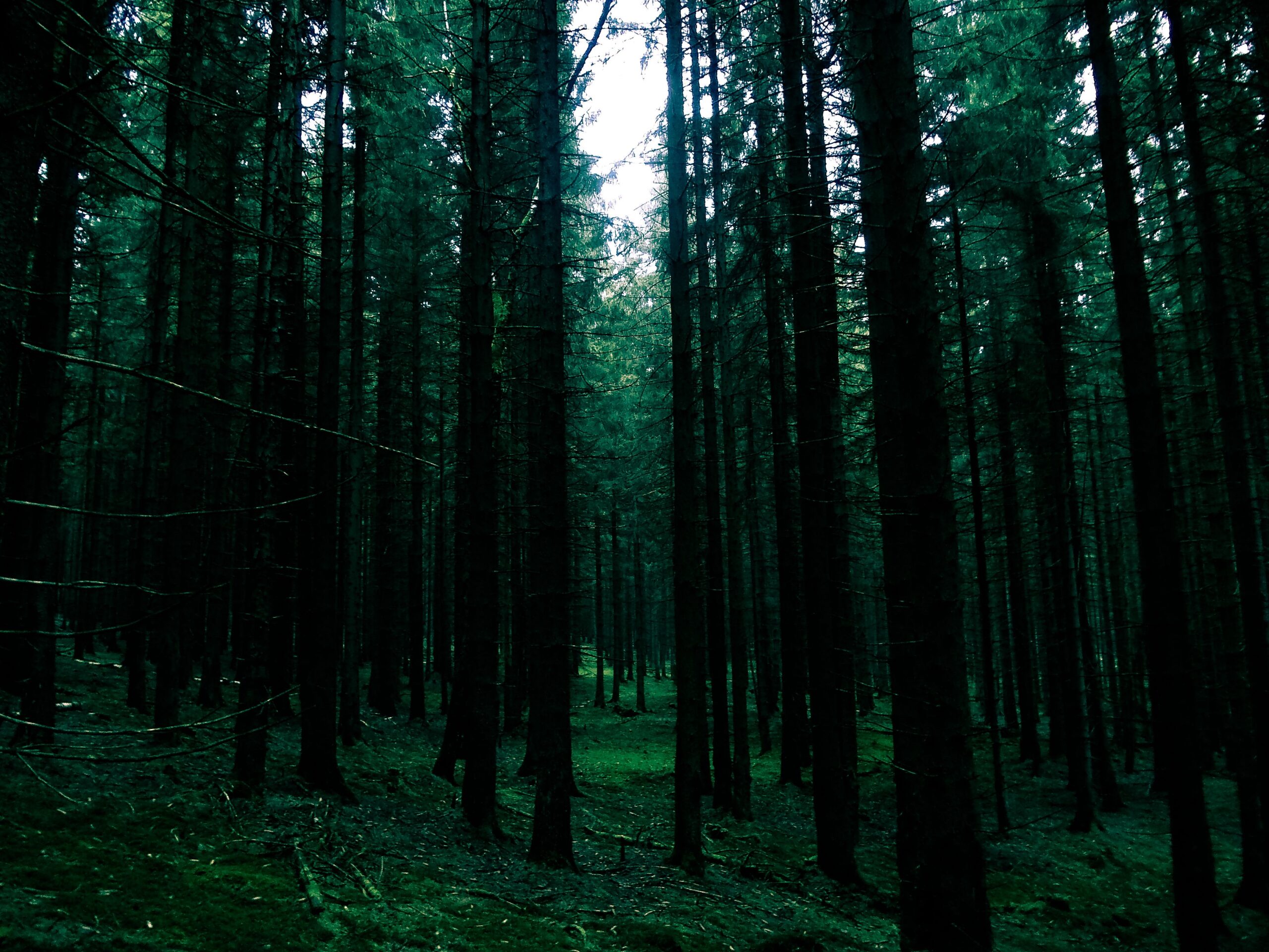 The Satpura forest, source of Pentadenn honey