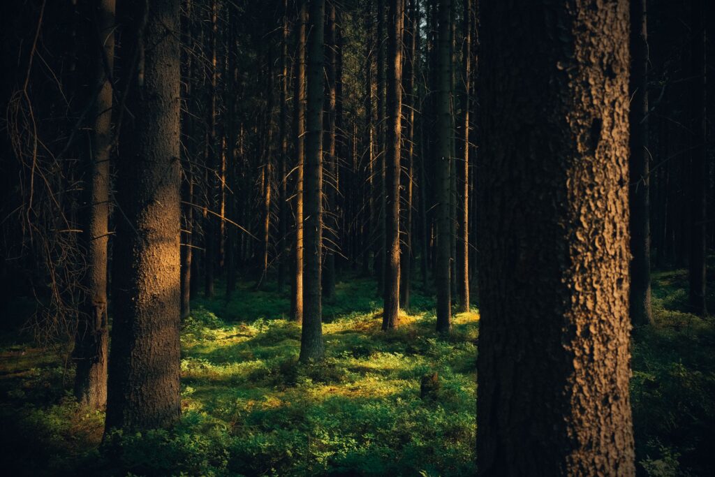 The Satpura forest, source of Pentadenn honey